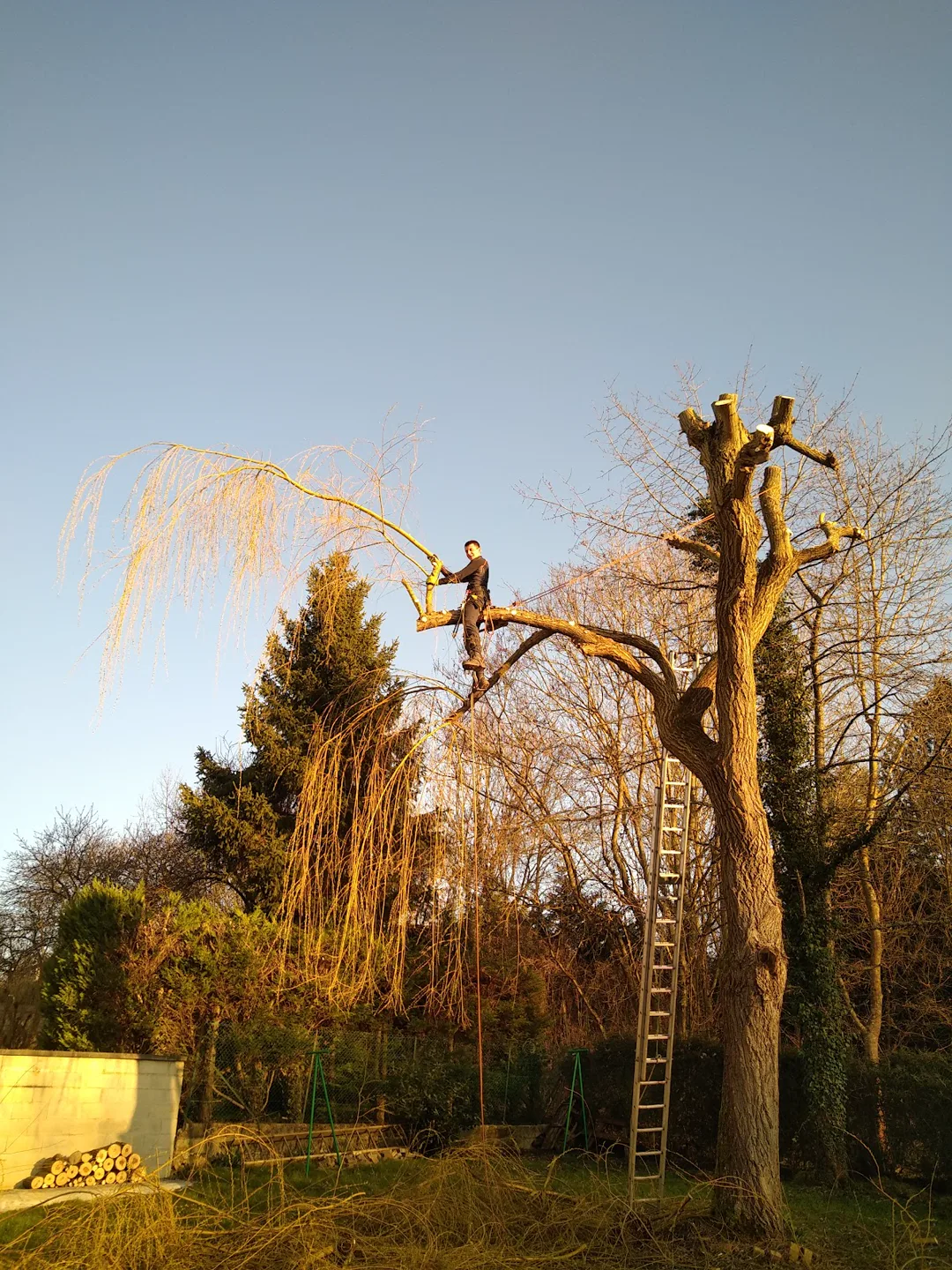 Démontage d'un arbre en hiver au soleil rasant