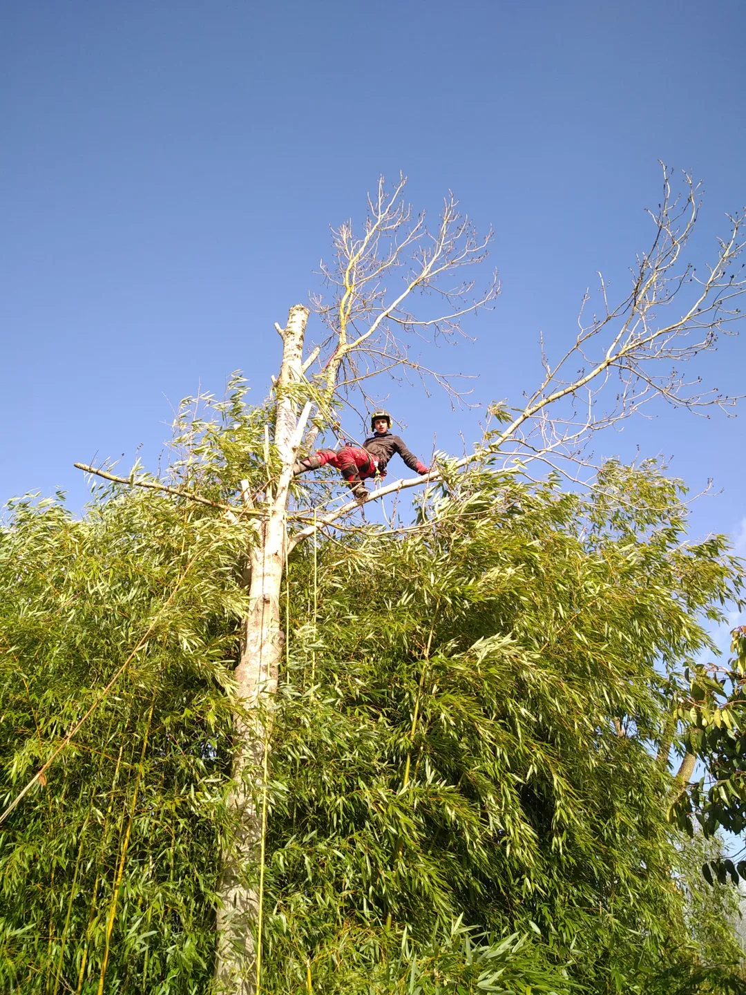 Grimpeur casqué au sommet d'un arbre en cours de démontage