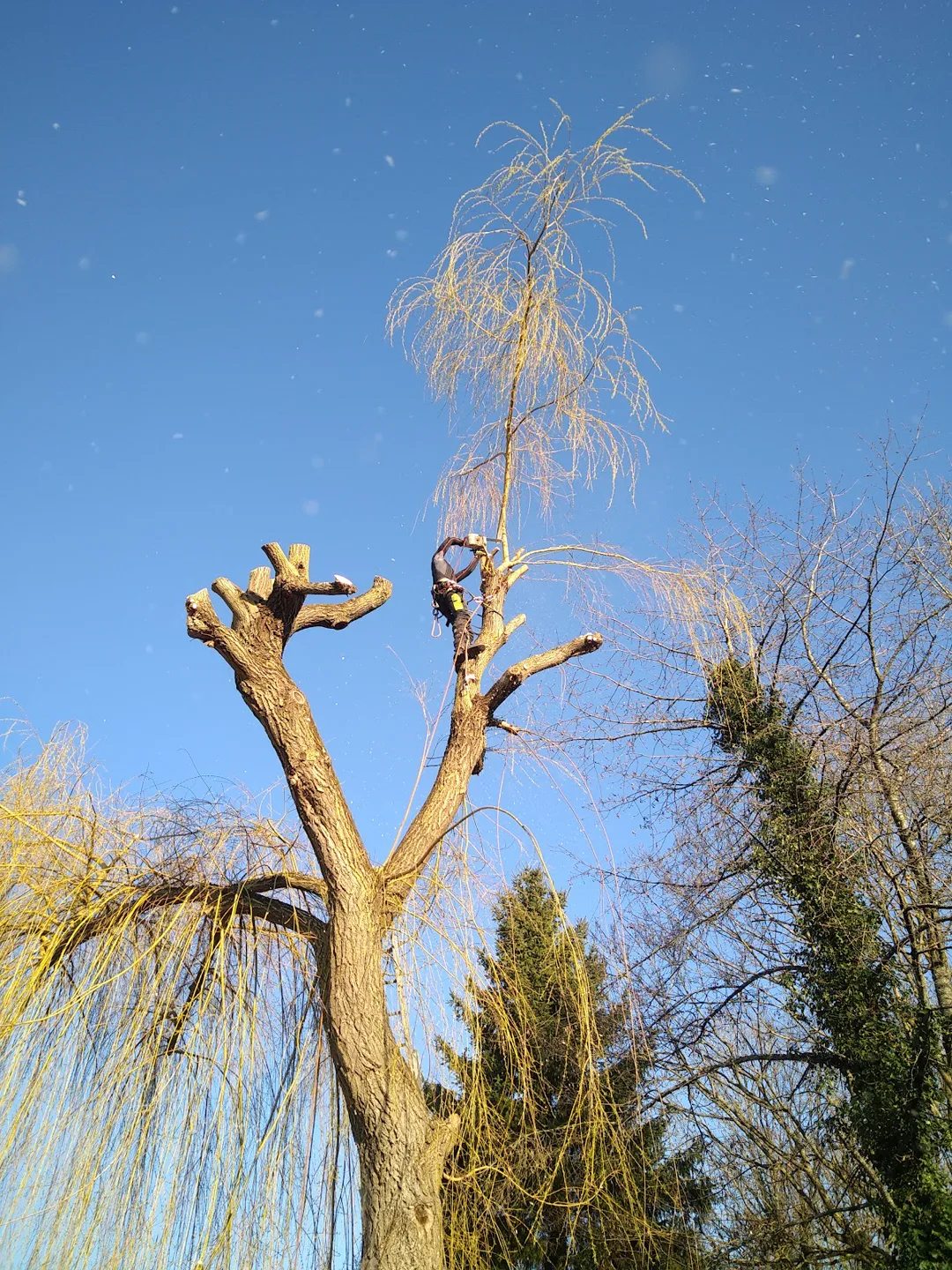 Saule étêté sous un ciel bleu